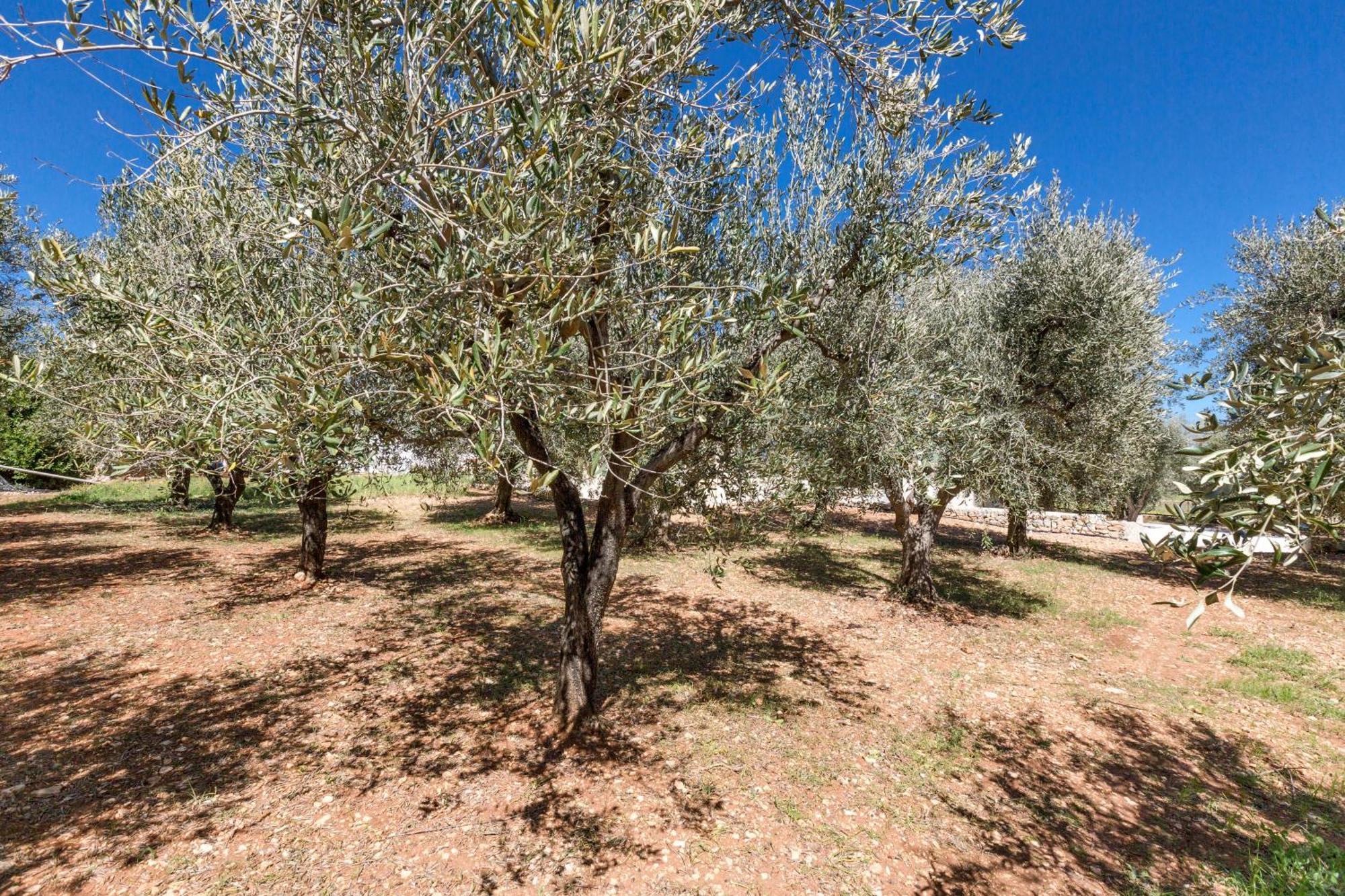 Вилла Trulli Ulivo Di Puglia By Barbarhouse Сельва-ди-Фазано Экстерьер фото